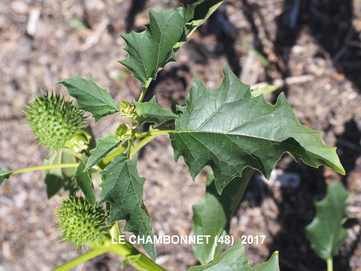 Thorn Apple leaf